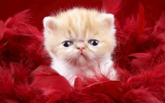Desktop wallpaper. Cats. ID:42636