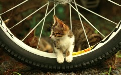 Desktop wallpaper. Cats. ID:42637