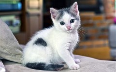 Desktop wallpaper. Cats. ID:42638