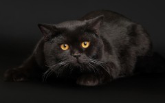Desktop wallpaper. Cats. ID:42639