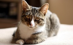 Desktop image. Cats. ID:42640