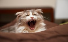 Desktop image. Cats. ID:42641