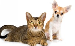 Desktop wallpaper. Cats. ID:42644