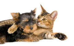Desktop wallpaper. Cats. ID:42646