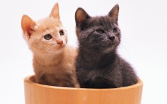 Desktop wallpaper. Cats. ID:42647