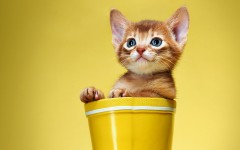 Desktop wallpaper. Cats. ID:42650