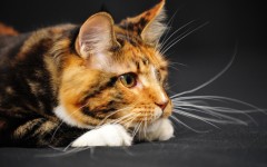 Desktop wallpaper. Cats. ID:42651