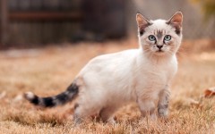 Desktop wallpaper. Cats. ID:42652