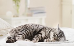 Desktop wallpaper. Cats. ID:42653