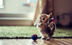 Desktop wallpaper. Cats. ID:42654