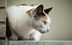 Desktop wallpaper. Cats. ID:42656