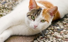 Desktop wallpaper. Cats. ID:42657
