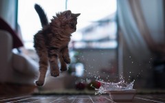 Desktop wallpaper. Cats. ID:42658