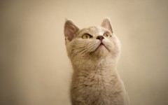 Desktop wallpaper. Cats. ID:42659