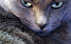 Desktop wallpaper. Cats. ID:42660