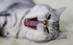 Desktop wallpaper. Cats. ID:42662