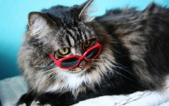 Desktop wallpaper. Cats. ID:42663