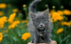 Desktop wallpaper. Cats. ID:42665