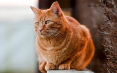 Desktop wallpaper. Cats. ID:42666