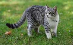 Desktop wallpaper. Cats. ID:42668