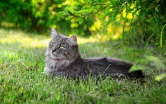 Desktop wallpaper. Cats. ID:42669