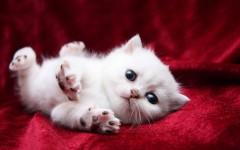 Desktop wallpaper. Cats. ID:42670