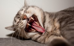 Desktop wallpaper. Cats. ID:42672