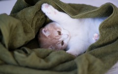 Desktop wallpaper. Cats. ID:42673