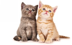 Desktop wallpaper. Cats. ID:42675
