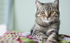 Desktop wallpaper. Cats. ID:42677