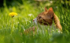 Desktop wallpaper. Cats. ID:42678