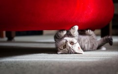 Desktop wallpaper. Cats. ID:49395