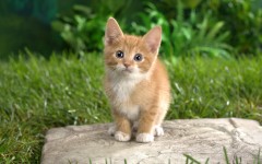 Desktop wallpaper. Cats. ID:49396