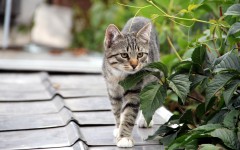 Desktop wallpaper. Cats. ID:49397
