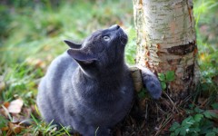 Desktop wallpaper. Cats. ID:49398