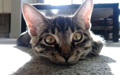 Desktop wallpaper. Cats. ID:49399
