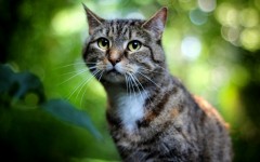 Desktop wallpaper. Cats. ID:49717