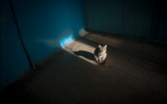 Desktop wallpaper. Cats. ID:49795