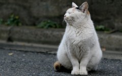 Desktop wallpaper. Cats. ID:49820
