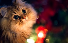 Desktop wallpaper. Cats. ID:49833