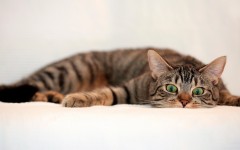 Desktop wallpaper. Cats. ID:49836