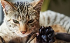 Desktop wallpaper. Cats. ID:49878