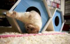 Desktop wallpaper. Cats. ID:49989