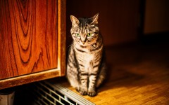 Desktop wallpaper. Cats. ID:49995