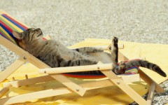 Desktop wallpaper. Cats. ID:50010