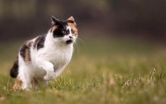 Desktop wallpaper. Cats. ID:50113
