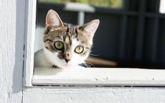 Desktop wallpaper. Cats. ID:50114