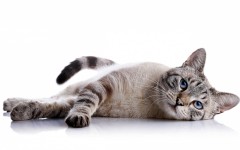 Desktop wallpaper. Cats. ID:50171