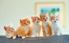 Desktop wallpaper. Cats. ID:50202