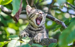 Desktop wallpaper. Cats. ID:50214